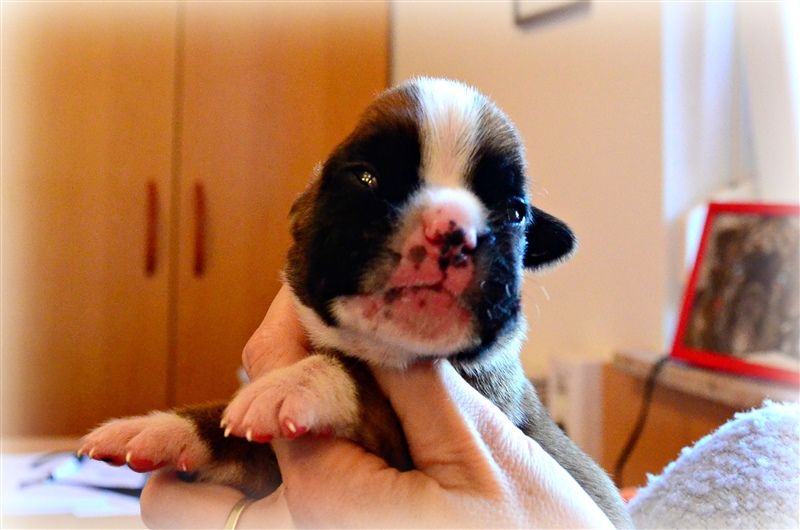 Felix, 11 days